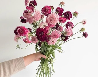 Scabiosa Seed Assortment ‘Pinky Winky Mix’ | Organic Cut Flower Annual | Pollinator Favorite