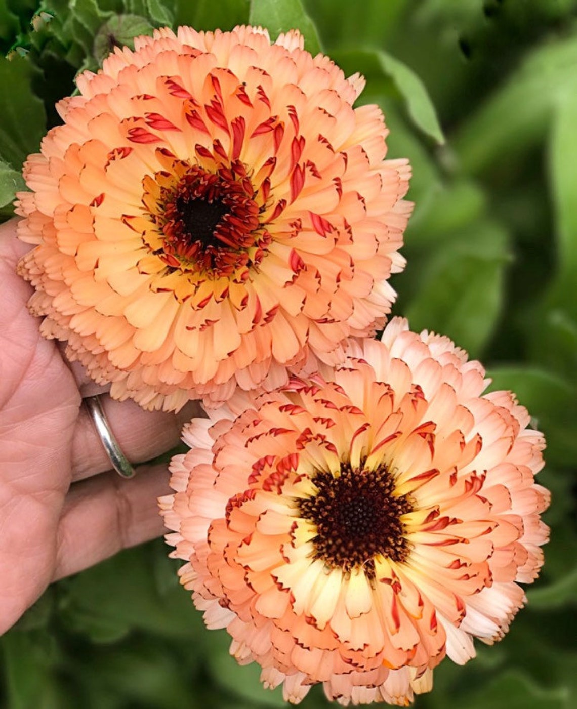 Bronze Beauty Calendula Seeds Medicinal Flowers Herbs Cut | Etsy