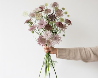 Chocolate Queen Anne's Lace Seeds | Organic Cut Flower Annual (Daucus carota 'Dara')