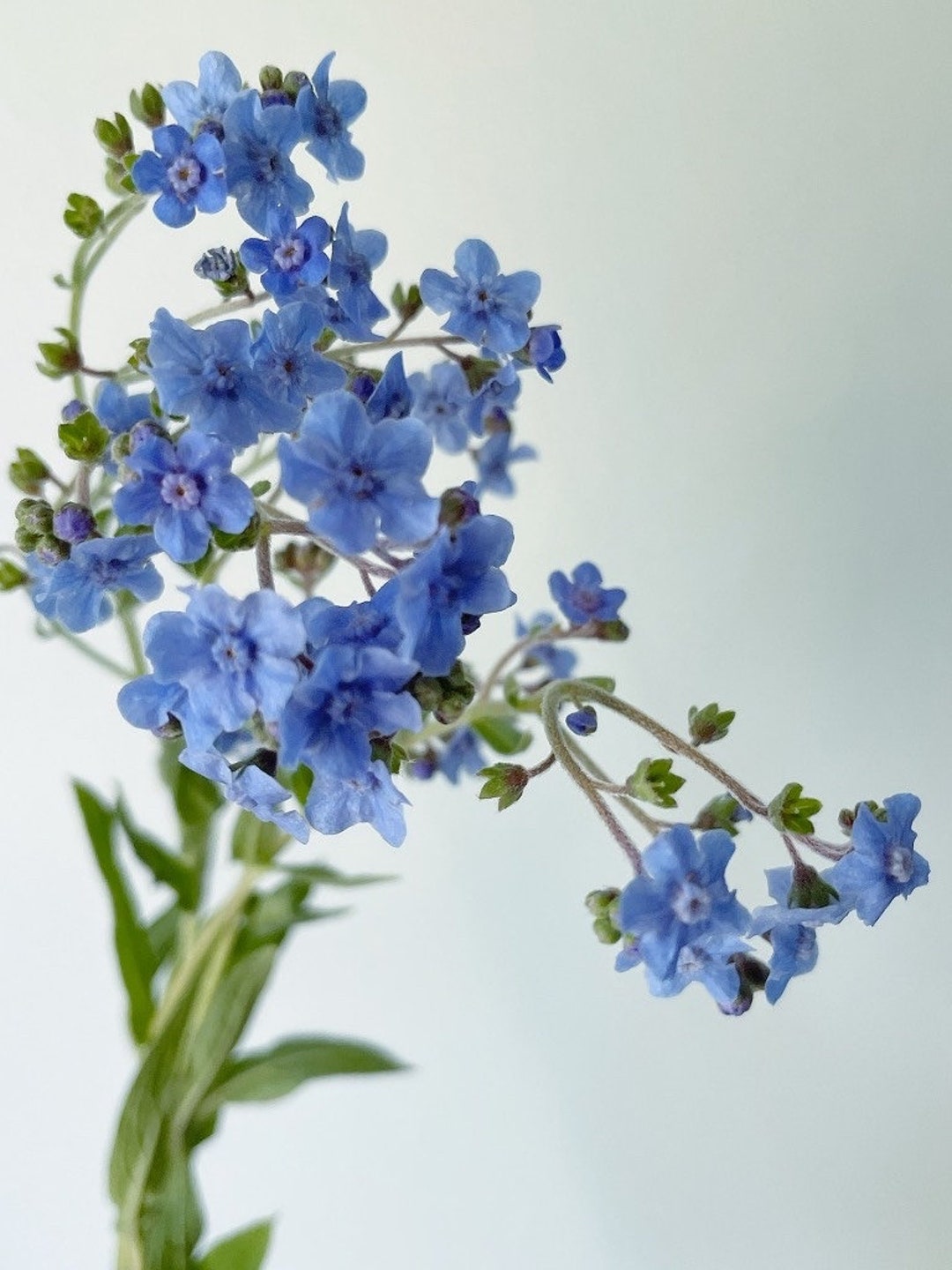 Summer forget-me-not (Anchusa)