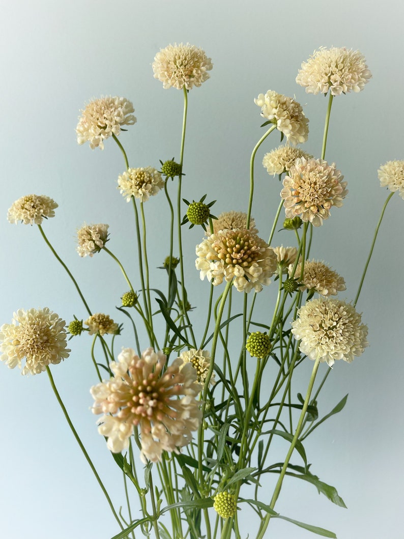 Fata Scabiosa Seed Pincushion Flower Seeds Yellow Etsy