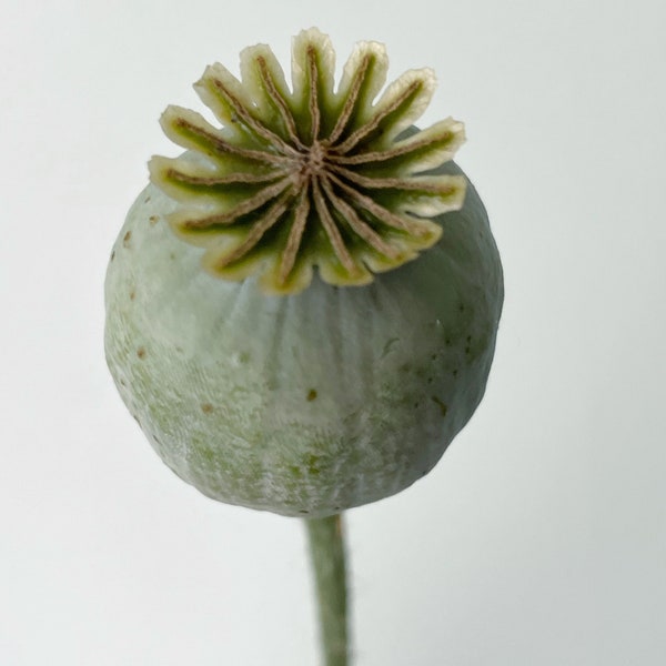 Breadseed Poppy ‘Rattle Poppy’ Papaver SEEDS organic