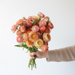 Strawflower ‘Apricot Peach Mix’ Seeds | Organic Annual Cut Flower | Dried Flower Favorite