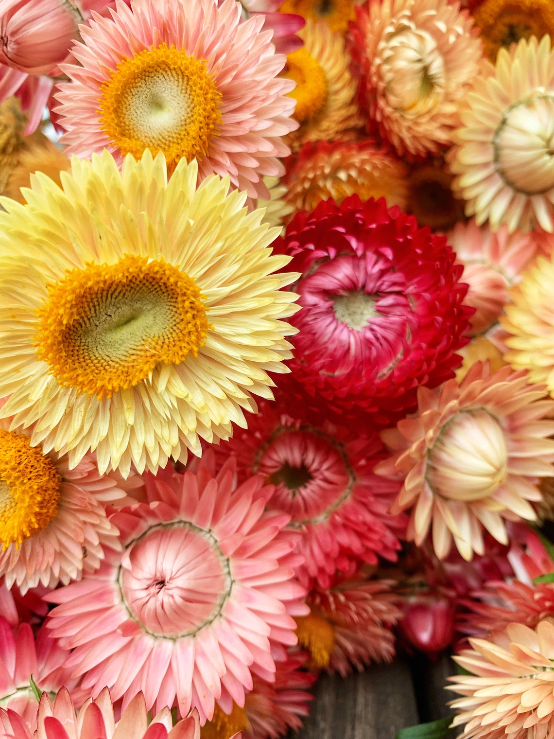 Apricot Peach Strawflower Seeds organic hand harvested Etsy