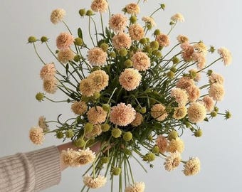 Pode incluir: Um buquê de flores de Scabiosa com numerosas flores redondas de cor pêssego pálido e pequenos botões verdes esféricos em caules finos e delgados. As flores estão dispostas num cacho denso e arredondado com pétalas delicadas e texturizadas.