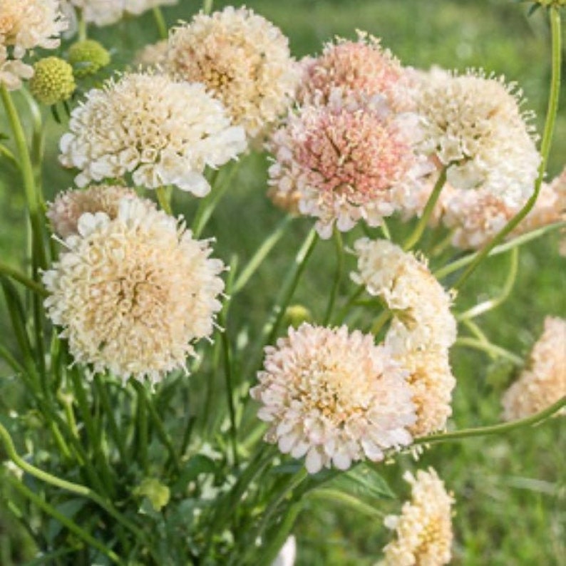 Fata Scabiosa Seed Pincushion Flower Seeds yellow Etsy