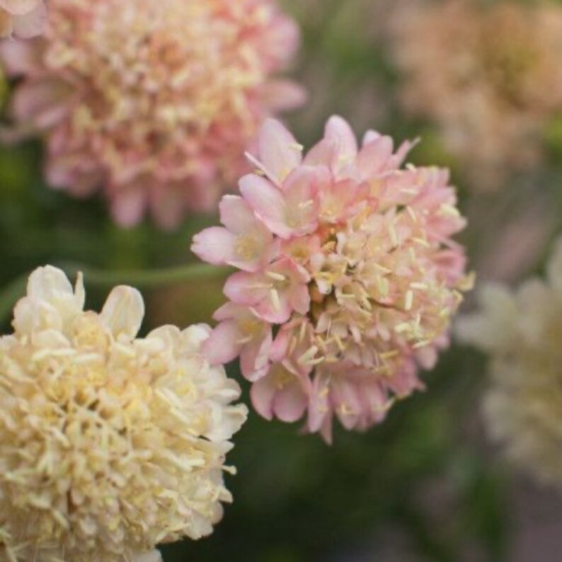 Fata Scabiosa Seed Pincushion Flower Seeds yellow Etsy