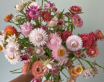 mix Strawflower Seeds - organic, hand harvested, small batch Helichrysum Bracteantha apricot, peach, silvery rose, vintage white