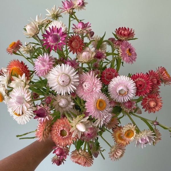 mix Strawflower Seeds - organic, hand harvested, small batch Helichrysum Bracteantha apricot, peach, silvery rose, vintage white