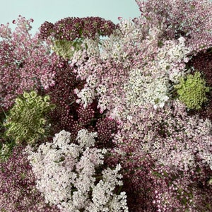 Chocolate Queen Anne&#39;s Lace - Wild Carrot - Ammi Seed - Daucus Carota “Dara” organic