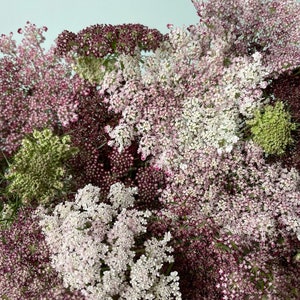 Chocolate Lace Flower 50 plus seeds false Queen Anne's Lace Wild Carrot Ammi Seed Daucus Carota Dara organic image 2