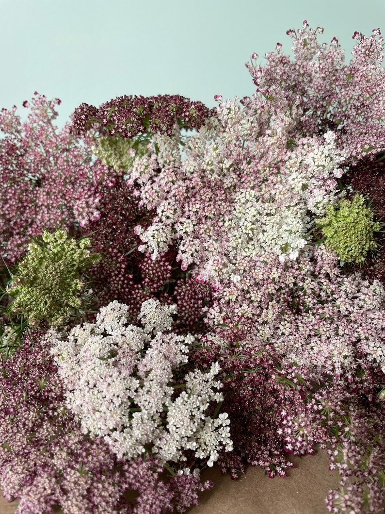 Pode incluir: Close-up de um buqu&ecirc; de flores de cenoura selvagem. As flores exibem uma gama de cores, incluindo branco, rosa claro e bord&ocirc; escuro. O arranjo &eacute; denso e completo, com uma variedade de texturas e formas. O efeito geral &eacute; suave e delicado.