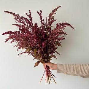 Atriplex ‘Red Plume’ Seeds | Organic Cut Flower Annual | Foliage Filler