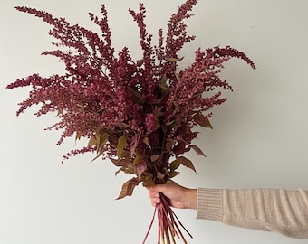 Atriplex ‘Red Plume’ Seeds | Organic Cut Flower Annual | Foliage Filler