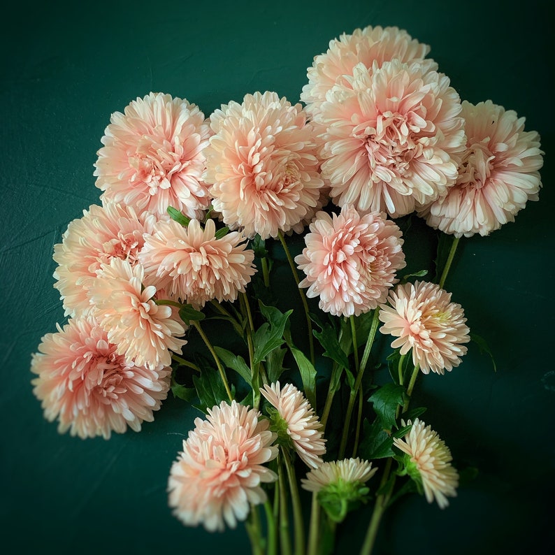 King Size Apricot Aster China Aster Seeds Organic Etsy