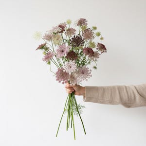 Chocolate Queen Anne’s Lace Seeds | Organic Cut Flower Annual | Ammi Dara imagem 2