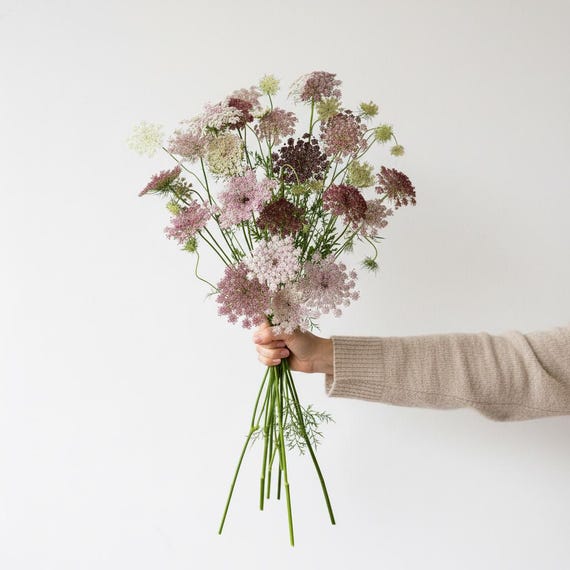 Chocolate Queen Anne's Lace Seeds | Organic Cut Flower Annual