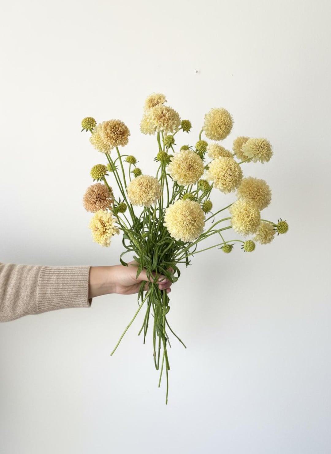 Scabiosa 'fata Morgana' Seeds | Organic Cut Flower Annual | Creamy