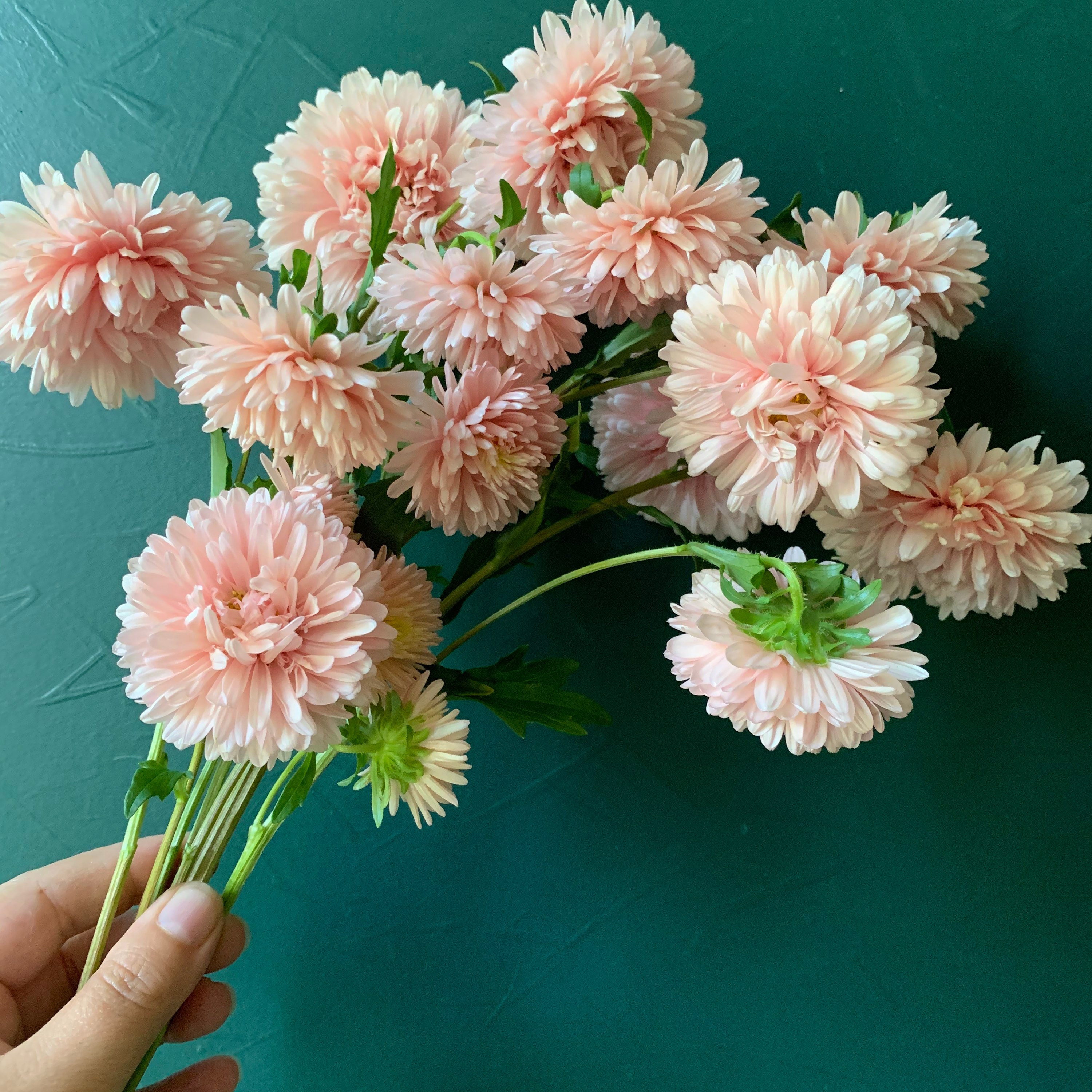 King Size Apricot Aster China Aster Seeds Organic Etsy