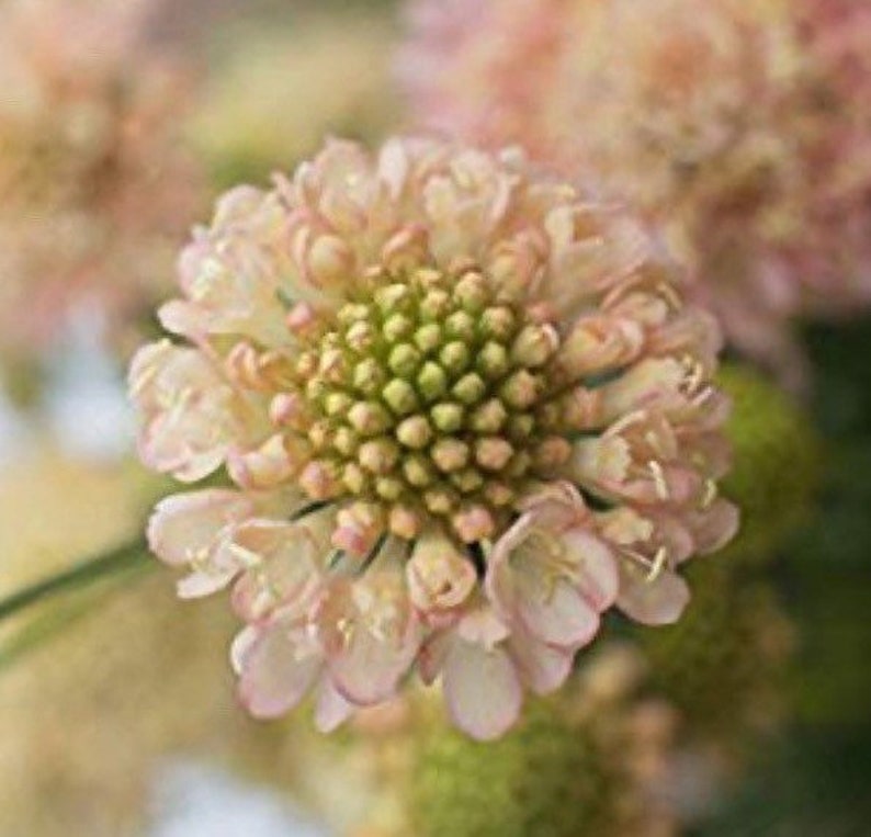 Fata Morgana SCABIOSA Atropurpurea - Europe - Foto 3