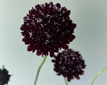 Black Knight Scabiosa Seed organic