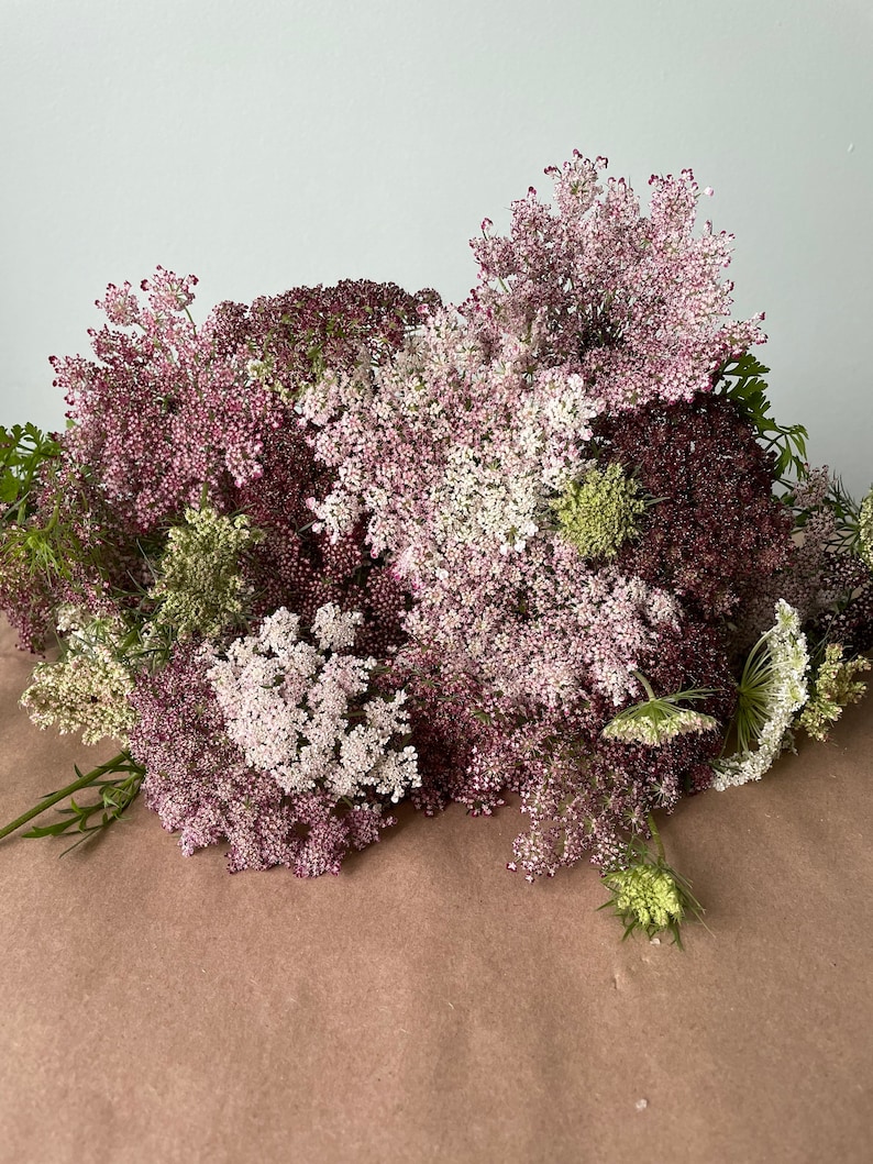 Pode incluir: Um conjunto de flores frescas e coloridas com flores delicadas e agrupadas. As flores exibem uma gama de cores, incluindo tons de branco, rosa e bord&ocirc; escuro. Caules e folhagens verdes adicionam contraste ao arranjo floral.