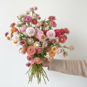 Strawflower Seed Mix | Organic Annual Cut Flower | Everlasting Blooms