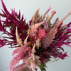 Celosia mix -  seeds organic, Crystal beauty crested, vintage blush plume, fuschia plume, Terra cotta celway