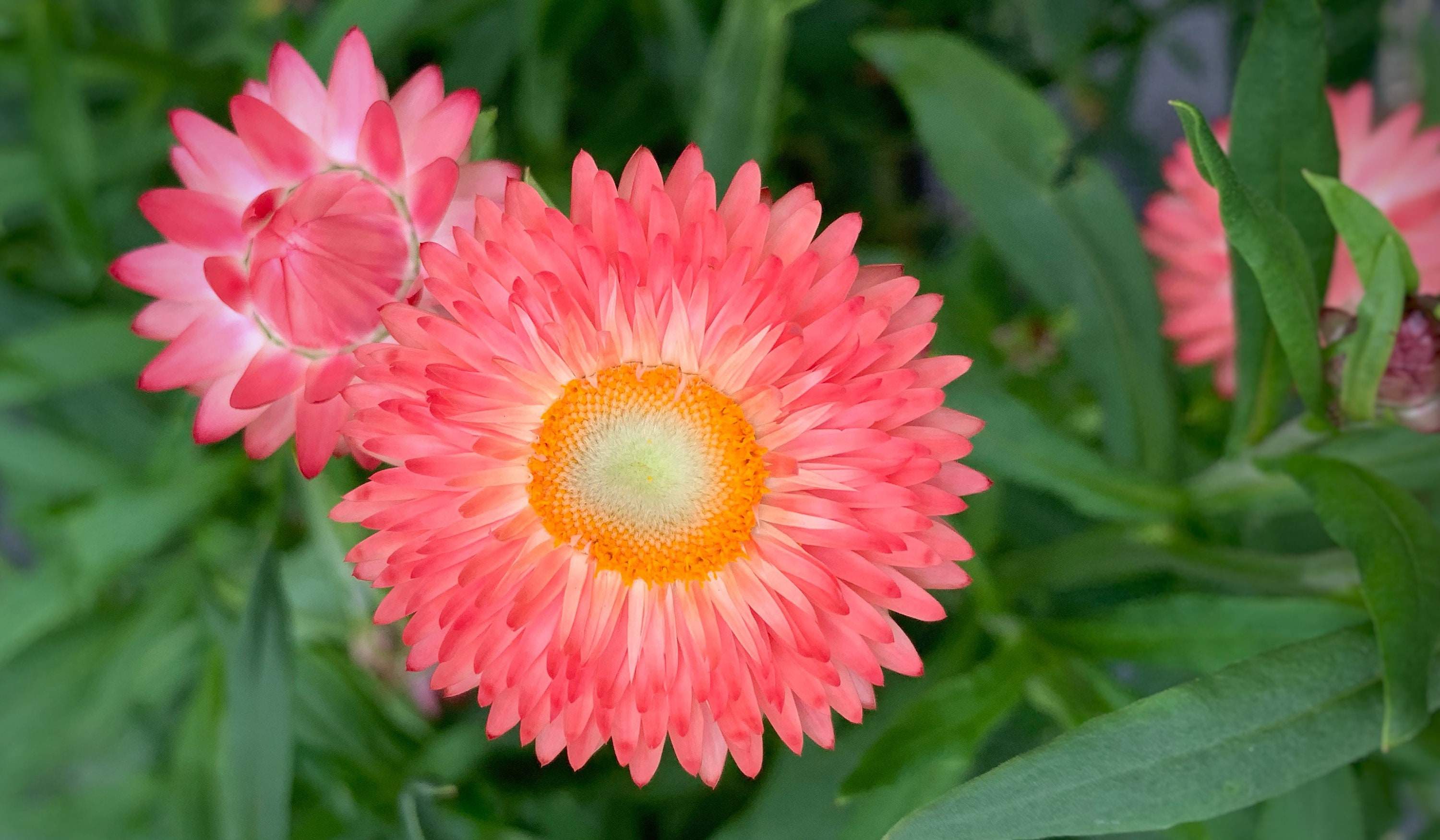 Apricot Peach Strawflower Seeds organic hand harvested Etsy