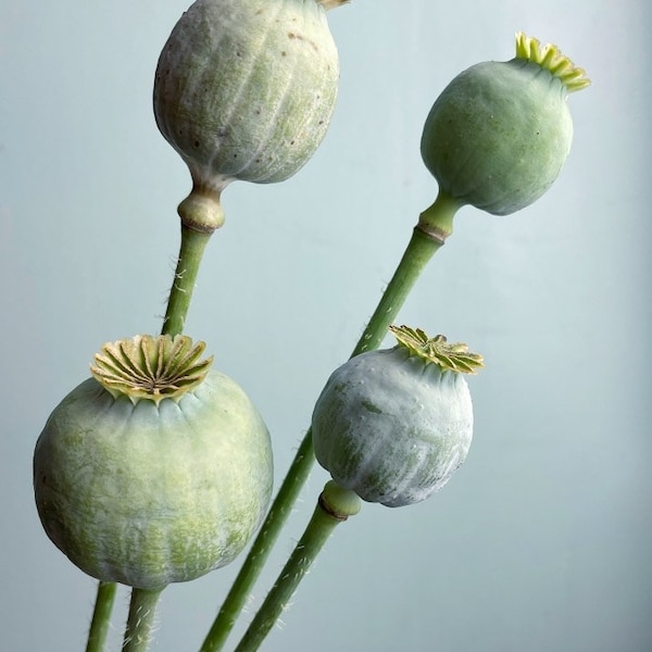 Breadseed Poppy Papaver somniferum SEEDS organic