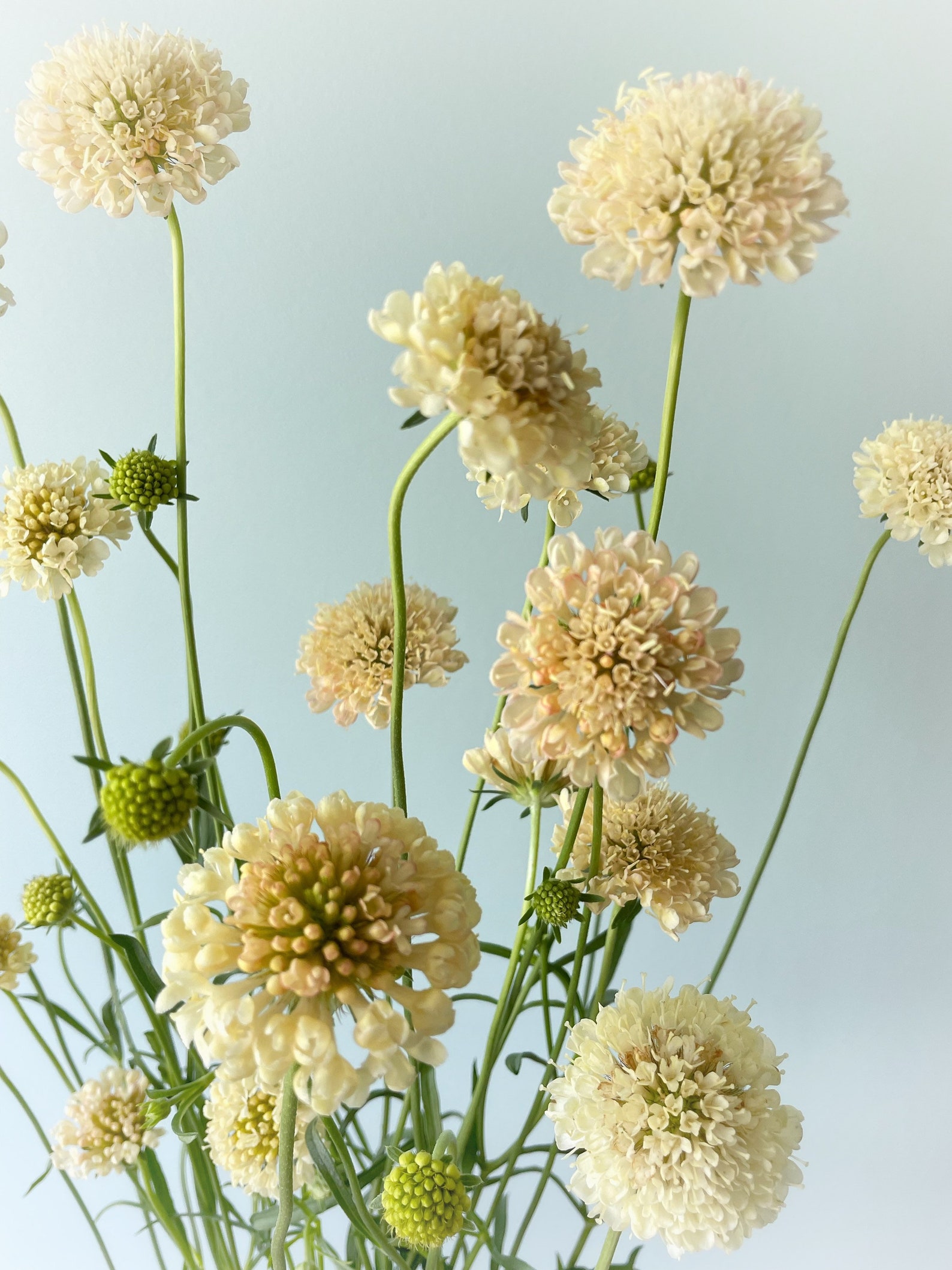 Fata Scabiosa Seed Pincushion Flower Seeds Yellow Etsy