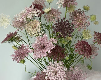 Chocolate Lace Flower  - 50 plus seeds - false Queen Anne's Lace - Wild Carrot - Ammi Seed - Daucus Carota “Dara” organic