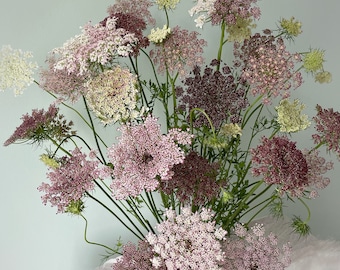 Chocolate Queen Anne’s Lace Seeds | Organic Cut Flower Annual | Ammi Dara