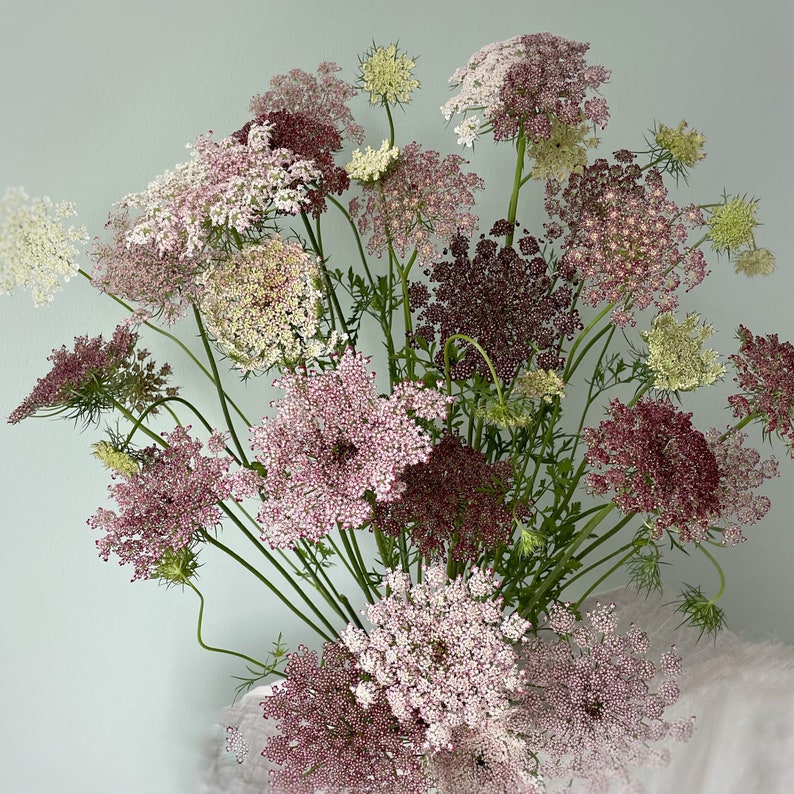 Pode incluir: Um buqu&ecirc; de flores de cenoura selvagem em v&aacute;rios tons de rosa, bord&ocirc; e creme. As flores delicadas est&atilde;o agrupadas, criando uma apar&ecirc;ncia cheia e texturizada. Os caules e folhas verdes contrastam com as cores suaves.
