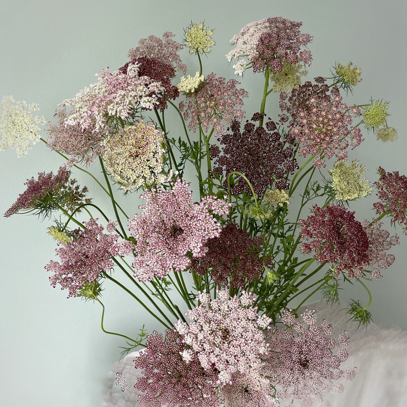 Chocolate Lace Flower 50 plus seeds false Queen Anne's Lace Wild Carrot Ammi Seed Daucus Carota Dara organic image 1