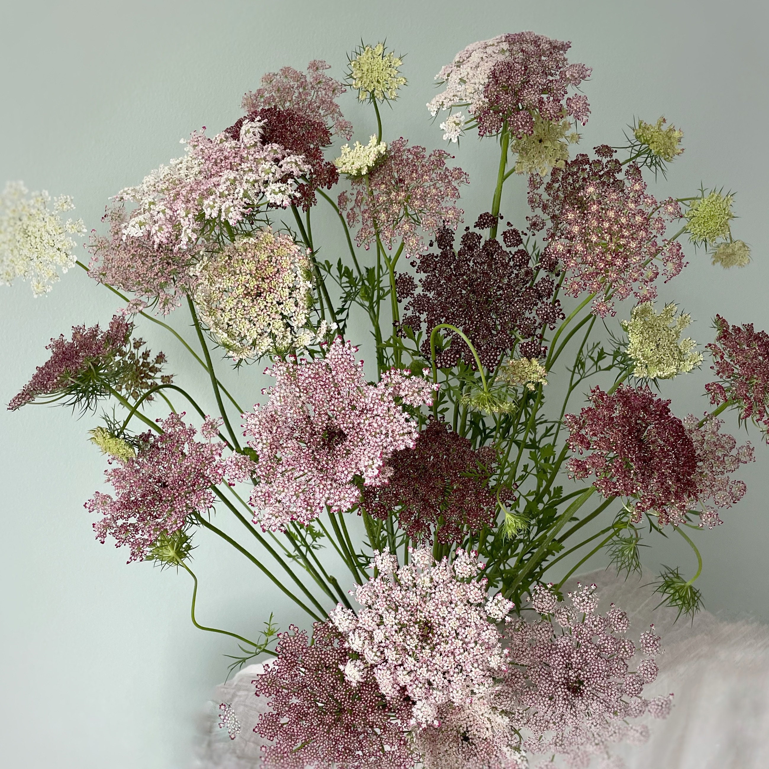 Chocolate Lace Flower 50 Plus Seeds False Queen Anne's Lace Wild