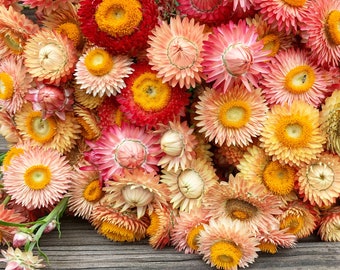 Apricot Peach mix Strawflower Seeds - organic, Helichrysum Bracteantha