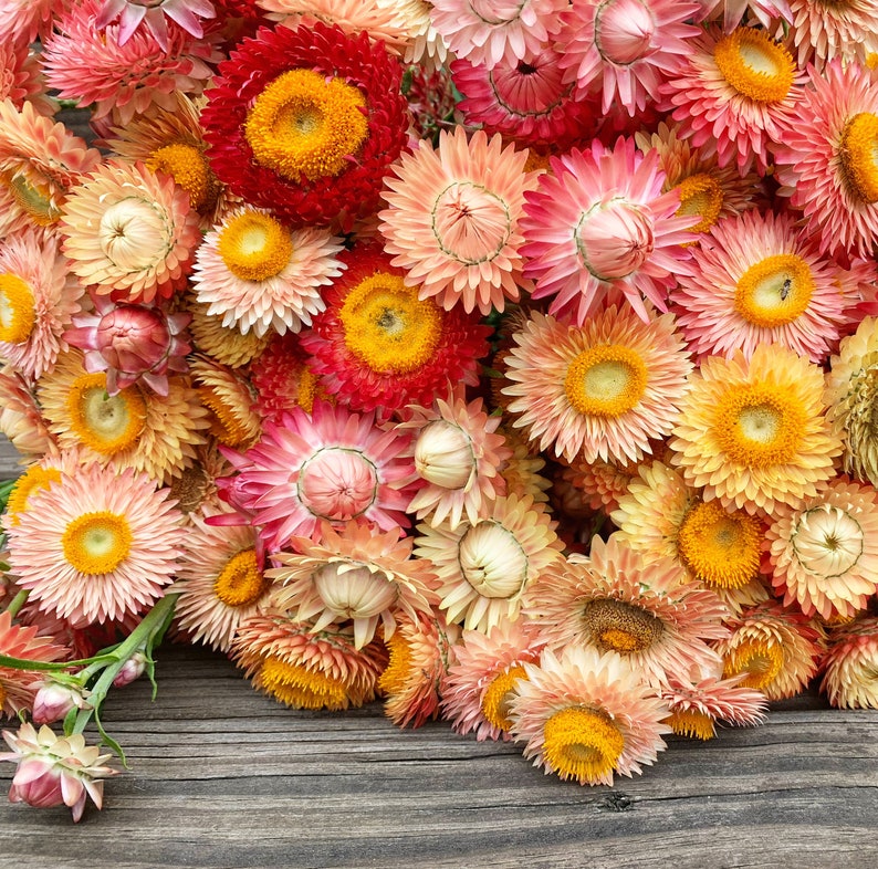 Apricot Peach Mix Strawflower Seeds Organic Helichrysum Etsy