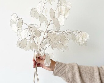 Lunaria ‘Honesty’ Seeds | Organic Biennial Flower | Silver Dollar Pods