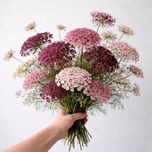 Chocolate Queen Anne’s Lace Seeds | Organic Cut Flower Annual | Ammi Dara imagem 3