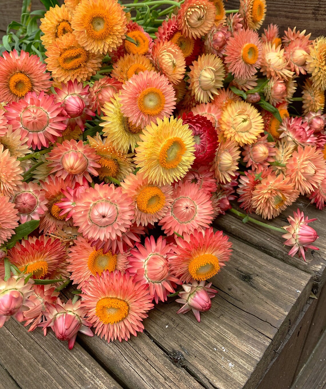 Apricot Peach Strawflower Seeds organic hand harvested Etsy