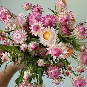 Strawflower Silvery Rose Vintage Pink Seeds organic