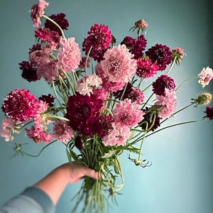 Scabiosa Seed Assortment “pinky winky mix” Annual Cut Flower, organic