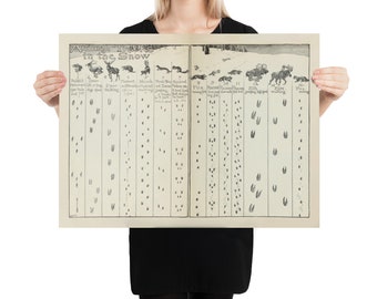 Old Animal Tracks in the Snow Diagram (1912) Vintage Winter Wildlife Illustration Poster