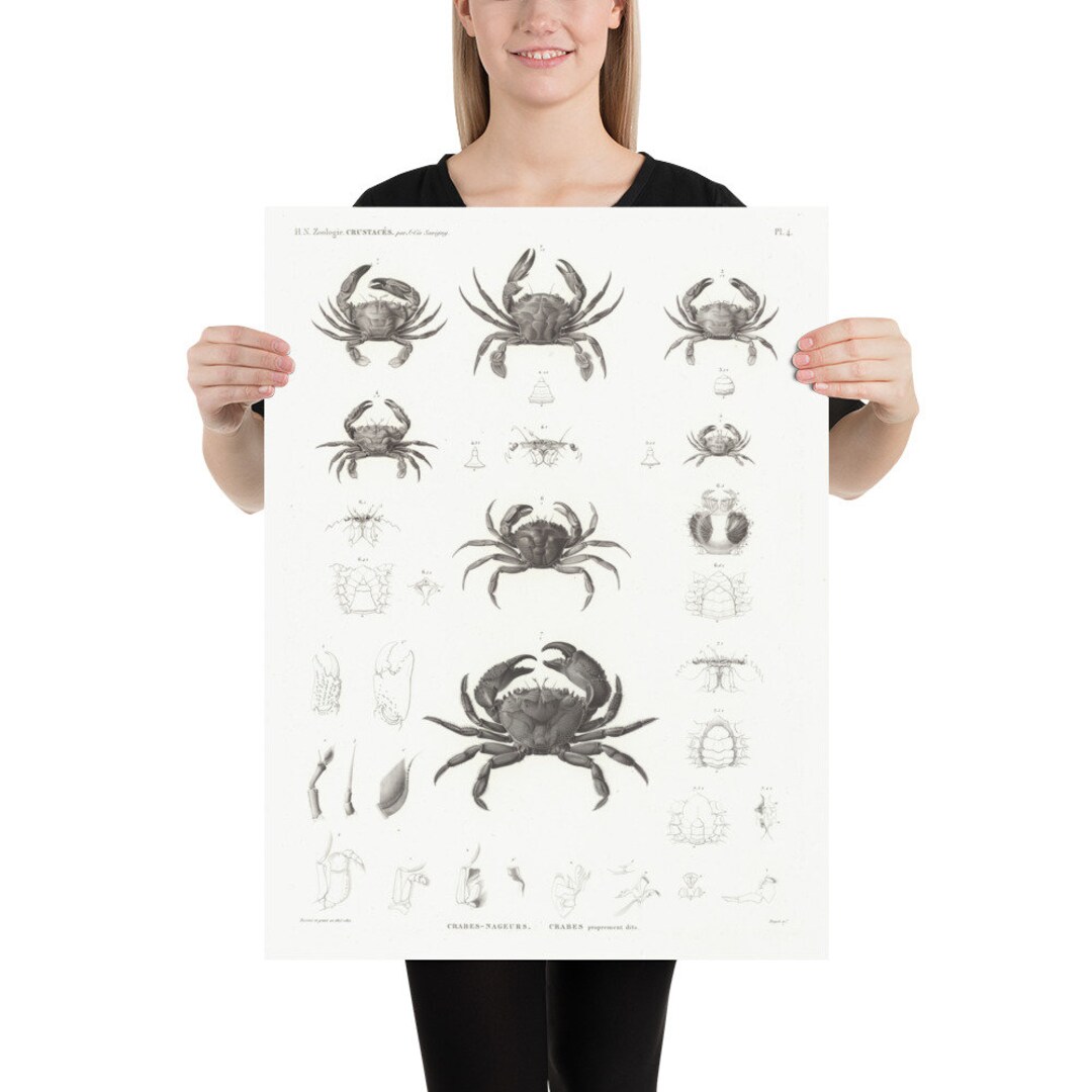 Old Crab Evolutionary Biology Diagram 1826 Vintage Etsy