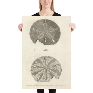 Old Sand Dollar Illustrative Diagram (1799) Vintage Sea Cookie Artwork Poster