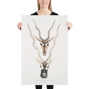 Diagrama ilustrativo de Old Antelope Head (1834) Cartel