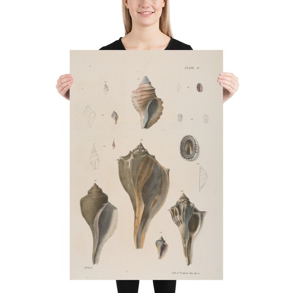 Old Conch Seashells Illustrative Diagram (1844) Vintage Beach Shell Artwork Poster