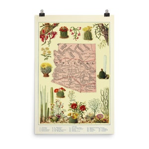 Pôster Vintage Arizona Map (1920) Cactus & Succulent Illustrative Atlas