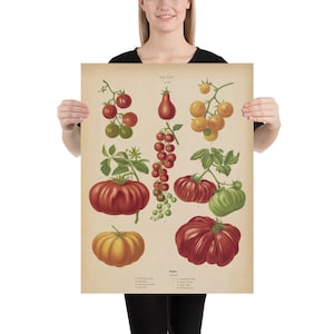 Diagrama ilustrativo de variedades y especies de tomate antiguo (1876) Cartel de arte de horticultura vintage